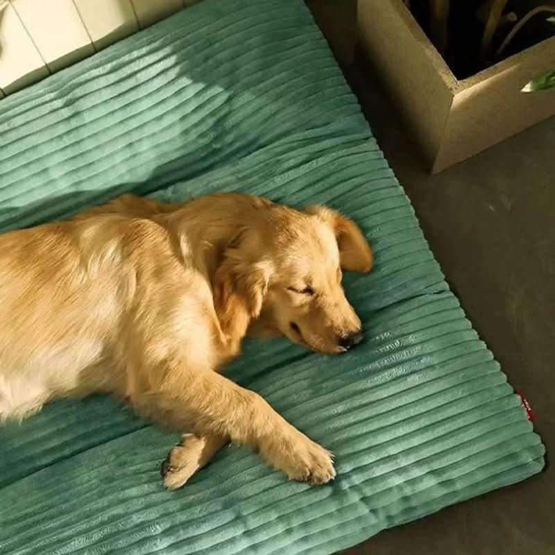 Golden retriever sleeping on a green dog bed
