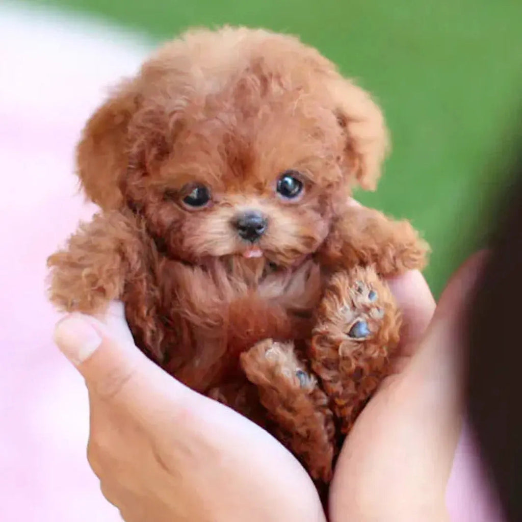 SnugglePup | Vivi tutto l'affetto di un cucciolo senza pensieri | elesira