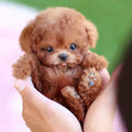 SnugglePup | Vivi tutto l'affetto di un cucciolo senza pensieri | elesira