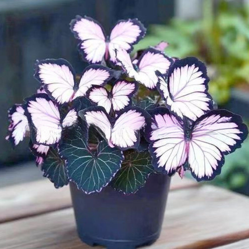 Semillas de mariposa en flor VividFlair | Convierte tu jardín en un deslumbrante paraíso de mariposas que conquista todos los corazones | elesira