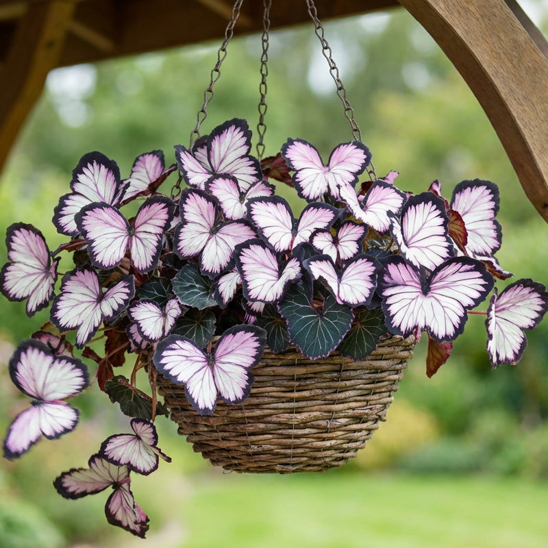 Nasiona VividFlair Butterfly Bloom | Zamień swój ogród w olśniewającą krainę motyli, która zachwyci każdego | elesira