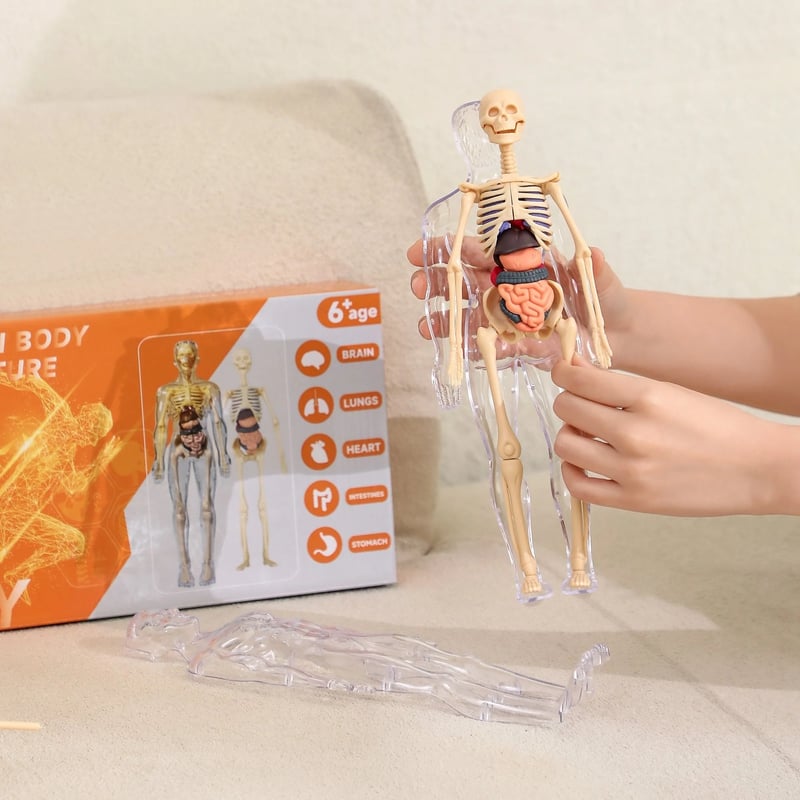 VitaMorph | Descoperă anatomia altfel, prin experiențe interactive la scară naturală | elesira