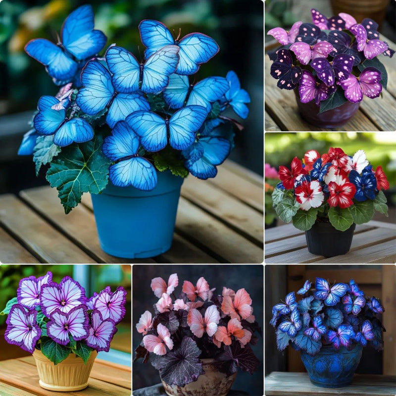 Nasiona VividFlair Butterfly Bloom | Zamień swój ogród w olśniewającą krainę motyli, która zachwyci każdego | elesira