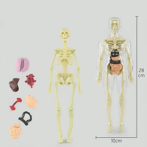 VitaMorph | Descoperă anatomia altfel, prin experiențe interactive la scară naturală | elesira