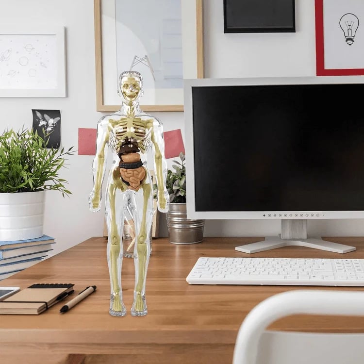 VitaMorph | Descoperă anatomia altfel, prin experiențe interactive la scară naturală | elesira