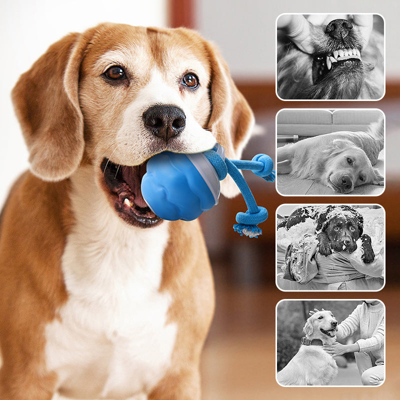 Sound-Activated LED Electronic Toy for Dogs | elesira