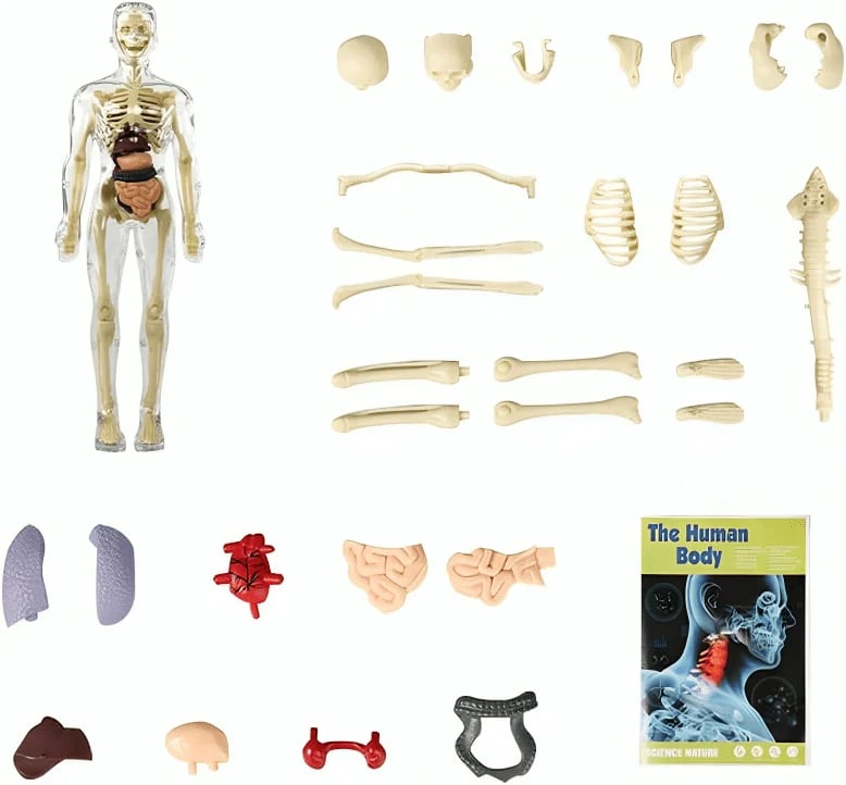 VitaMorph | Descoperă anatomia altfel, prin experiențe interactive la scară naturală | elesira