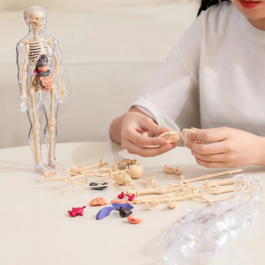 VitaMorph | Descoperă anatomia altfel, prin experiențe interactive la scară naturală | elesira