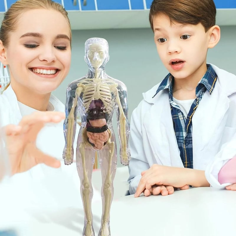 VitaMorph | Descoperă anatomia altfel, prin experiențe interactive la scară naturală | elesira