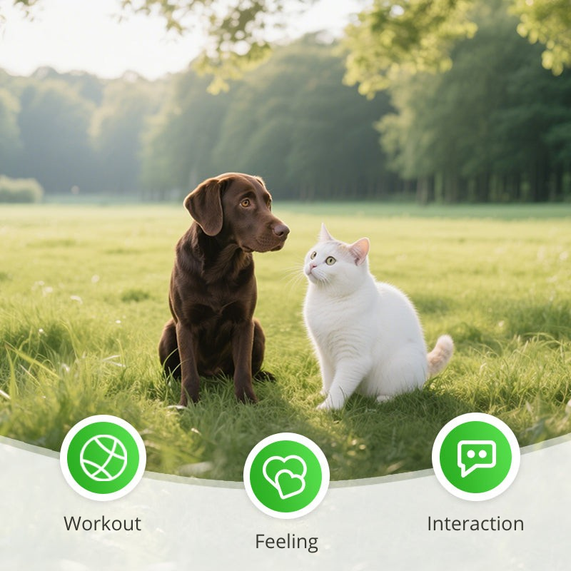 VitaRod | Desata la energía salvaje de tu gato para vivir aventuras de juego sin límites | elesira
