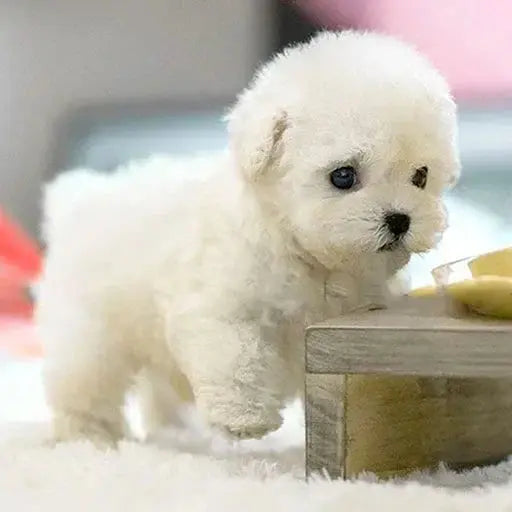 SnugglePup | Vivi tutto l'affetto di un cucciolo senza pensieri | elesira