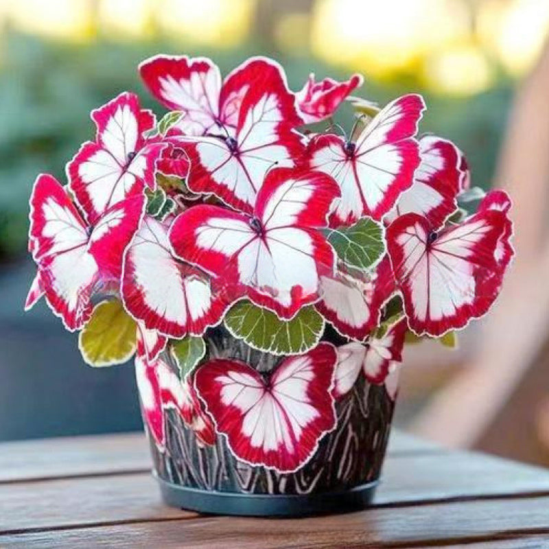 Nasiona VividFlair Butterfly Bloom | Zamień swój ogród w olśniewającą krainę motyli, która zachwyci każdego | elesira