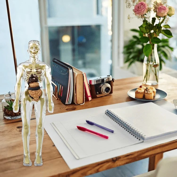 VitaMorph | Descoperă anatomia altfel, prin experiențe interactive la scară naturală | elesira