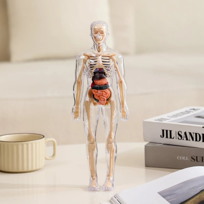VitaMorph | Descoperă anatomia altfel, prin experiențe interactive la scară naturală | elesira