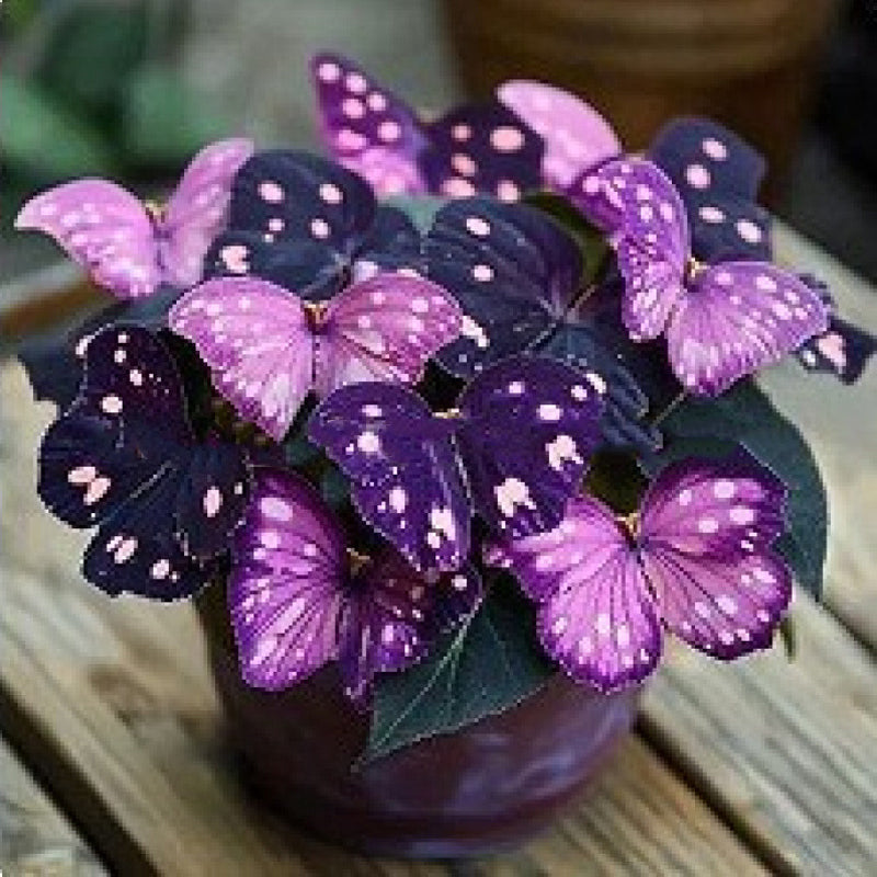 Nasiona VividFlair Butterfly Bloom | Zamień swój ogród w olśniewającą krainę motyli, która zachwyci każdego | elesira